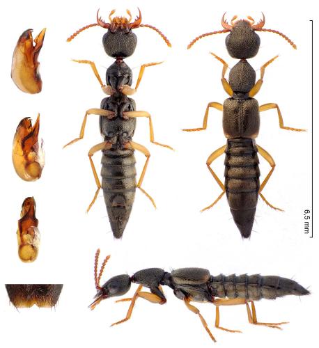 Réf. 296 721 : Rugilus similis