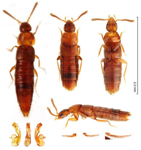 Oxypoda annularis
