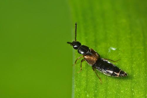 Réf. 296 148 : Aleocharinae inconnu