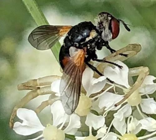 Gymnosoma clavatum