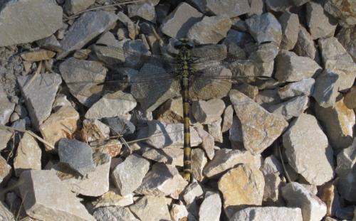 Onychogomphus uncatus