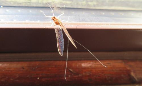 Réf. 296 394 : Cloeon dipterum