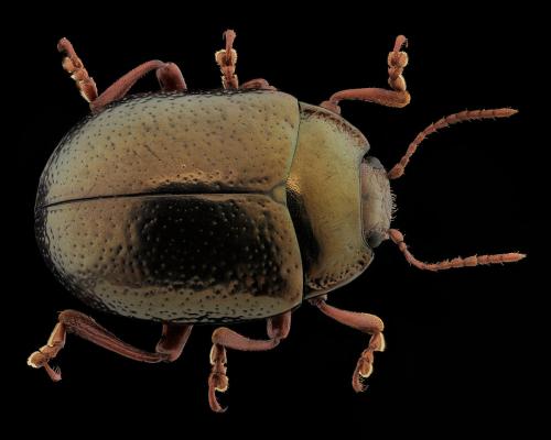 Réf. 296 820 : Chrysolina bankii