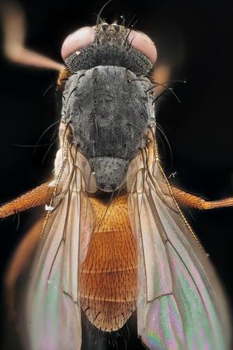 Lispocephala brachialis