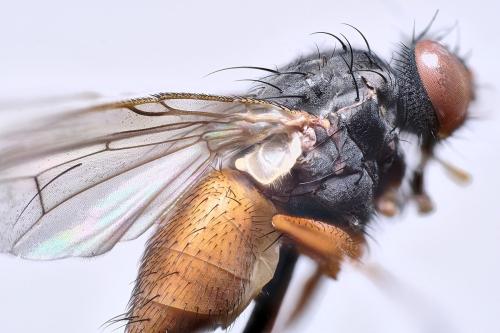 Lispocephala brachialis