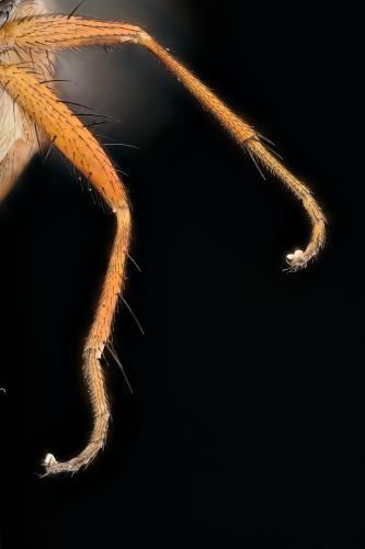 Lispocephala brachialis