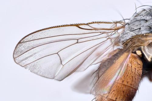 Lispocephala brachialis