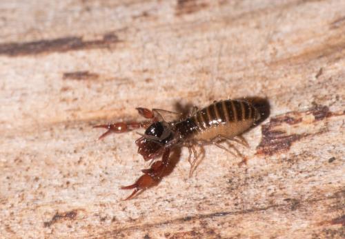 Neobisium sp.
