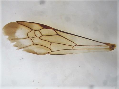 Nomada sp.