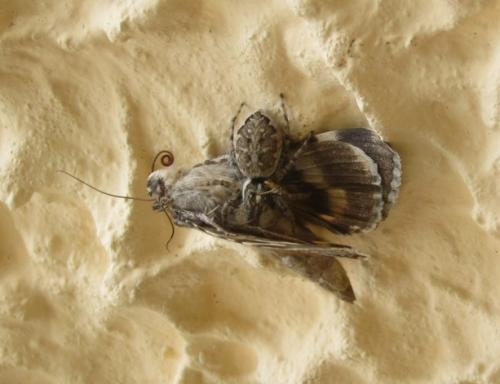 Menemerus semilimbatus