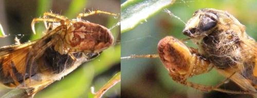 Metellina sp.
