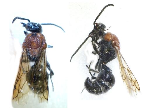 Réf. 296 970 : Physetopoda lucasii