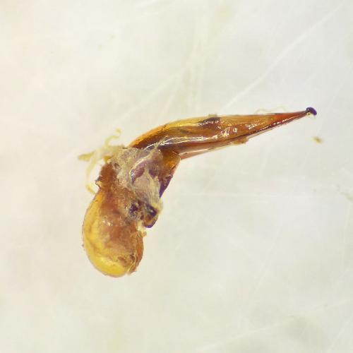 Harpalus pumilus