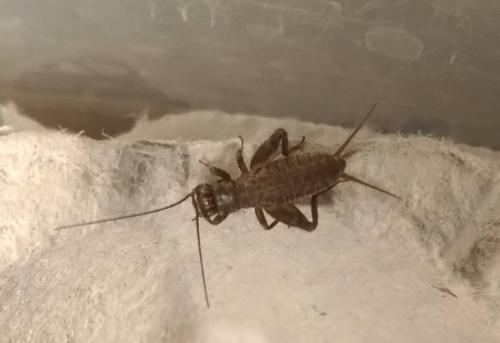 Eumodicogryllus bordigalensis bordigalensis