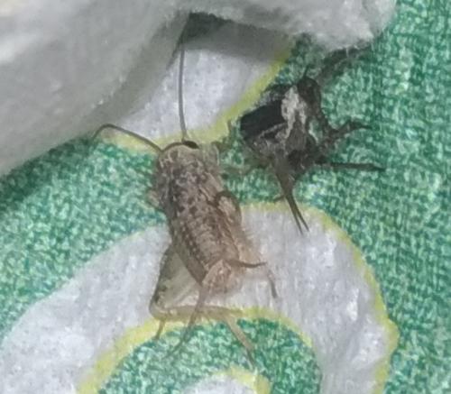 Eumodicogryllus bordigalensis bordigalensis
