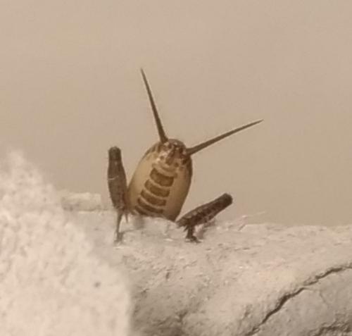Eumodicogryllus bordigalensis bordigalensis