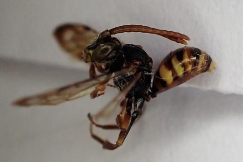 Nomada sp.