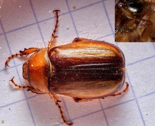 Réf. 296 766 : Rhizotrogus aestivus
