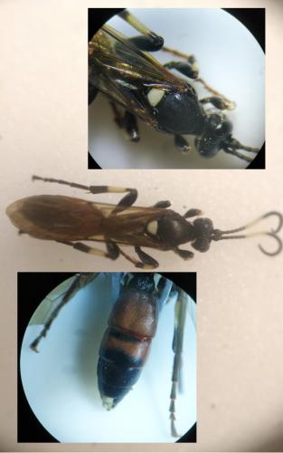 Réf. 296 934 : Ichneumon molitorius