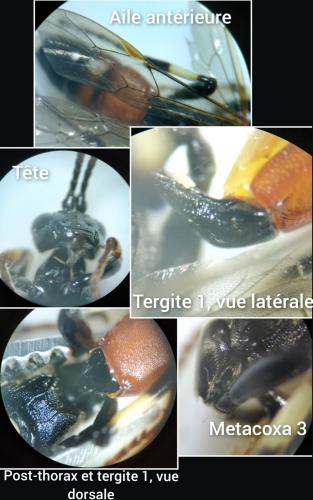 Ichneumon molitorius