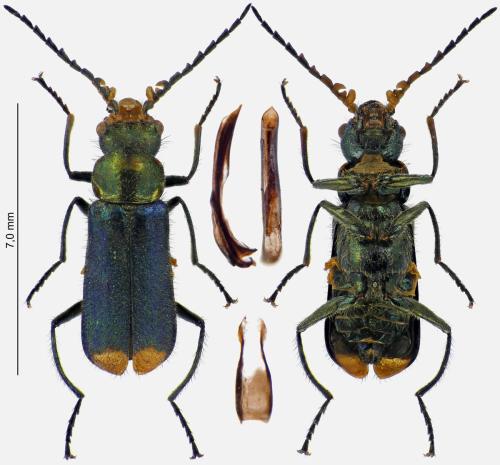 Malachius bipustulatus