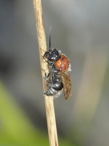 Physetopoda lucasii