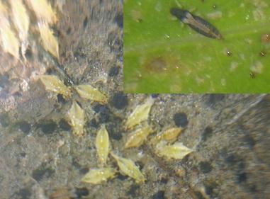 Heliothrips haemorrhoidalis