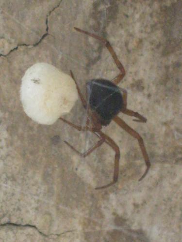 Steatoda sp.