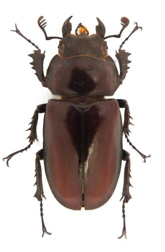 Réf. 296 454 : Lucanus sp.