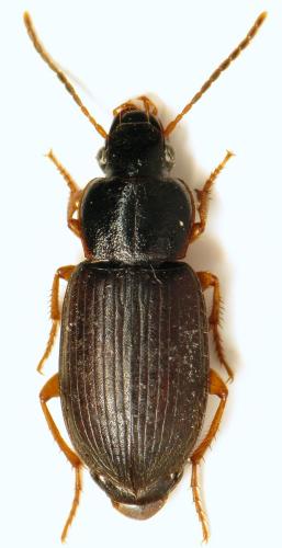 Réf. 296 001 : Parophonus maculicornis