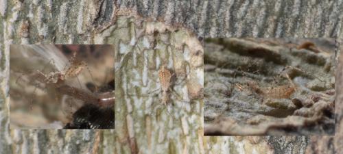 Réf. 296 460 : Empicoris sp.