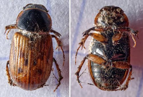 Nimbus contaminatus