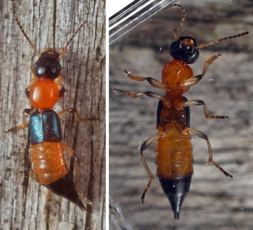 Réf. 296 610 : Paederus littoralis