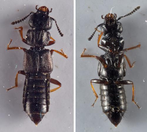 Anotylus sculpturatus
