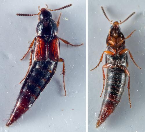 Réf. 296 643 : Mycetoporus sp.