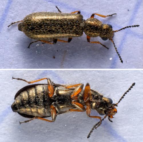 Dasytes croceipes