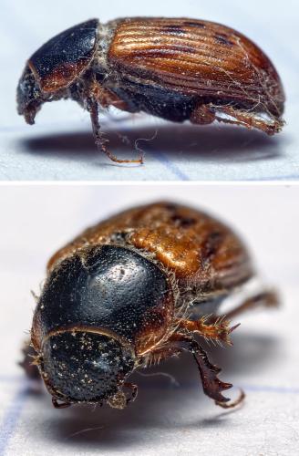 Nimbus contaminatus
