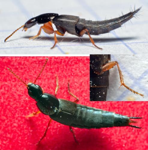 Réf. 296 536 : Quedius semiobscurus
