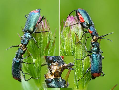 Malachius bipustulatus
