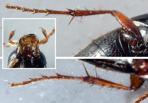 Réf. 296 683 : Mycetoporus sp.