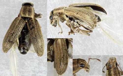 Sitona lineatus
