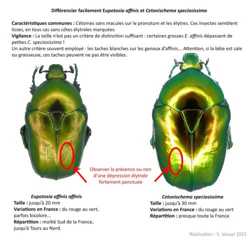 Réf. 296 789 : Cetoniini divers