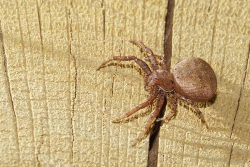Xysticus sp.