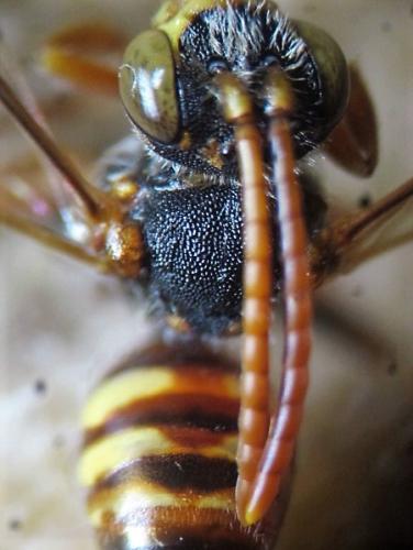 Nomada sp.
