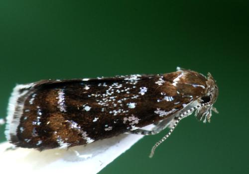 Réf. 296 378 : Prochoreutis sehestediana