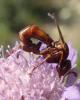 296778 – Photo : Genevieve BUXIN – France (31)