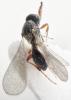 296793 – Photo : Paul Vignac – France (76)