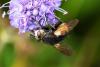 296444 – Photo : Pierre Duhem – France (63)