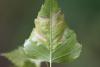 296653 – Photo : Pierre Duhem – France (78)