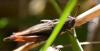 296252 – Photo : Christian Berquer – France (05)